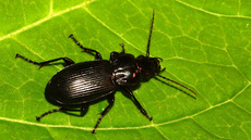 Gemeiner Grabkäfer (4).jpg